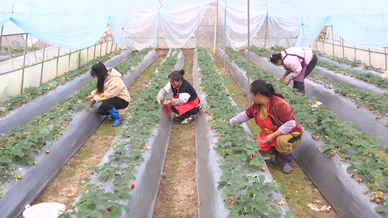貴州鍾山金盆鄉：36畝草莓搶“鮮”上市_fororder_村民們正在為草莓除葉壓枝