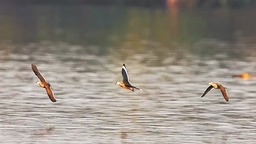“世界上最小的鸭子”现身海珠湿地