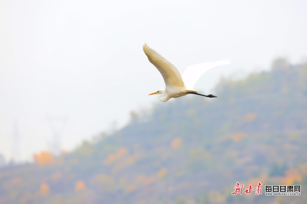 通渭牛谷河畔迎来候鸟观赏季_fororder_4