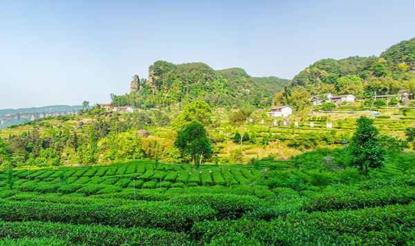 自贡荣县农旅融合促发展打造更加美丽休闲乡村