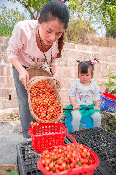 重庆大足：千亩樱桃成熟了
