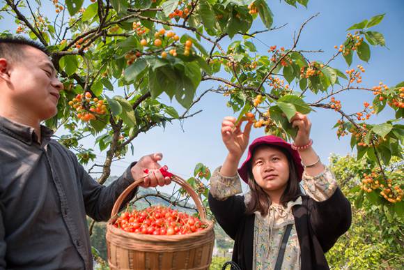 重慶大足：千畝櫻桃成熟了