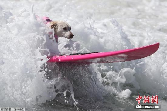 美國加州狗狗沖浪大賽：汪星人乘風破浪顯身手