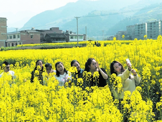 重庆奉节:甲高镇万亩油菜花盛放 金色花田引来游人