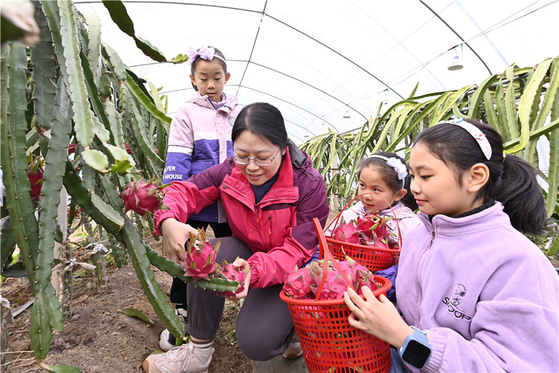 信阳新县：火龙果“甜蜜”上市_fororder_大人和孩子一起采摘火龙果（焦汉平 摄）