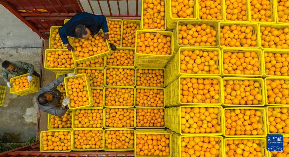 湖北秭歸：冬季臍橙豐收上市