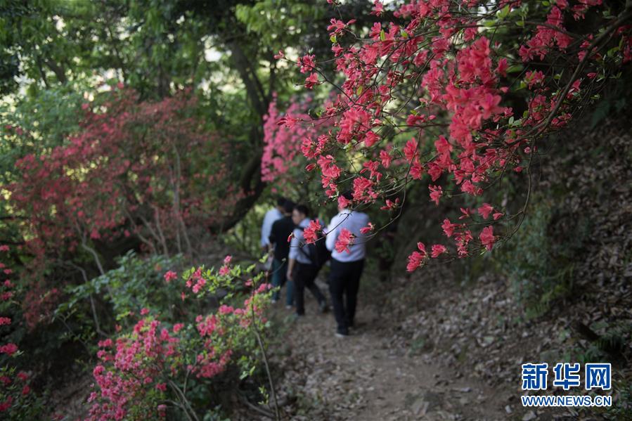 岭上开遍映山红