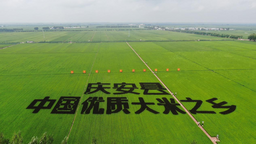 黑龙江庆安：从“制种田”到“大米宴” 打造稻米富民产业链