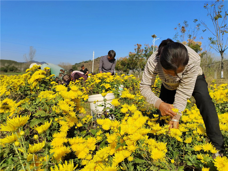 信陽市平橋區：特色種植添彩鄉村振興_fororder_微信圖片_20231113112923