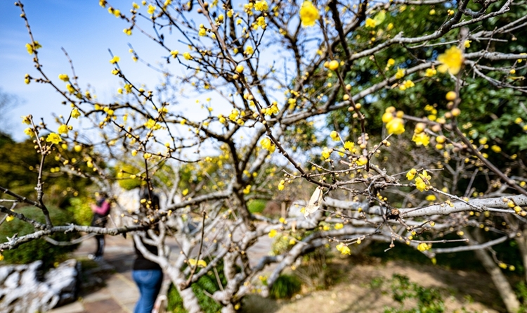 蜡梅花开