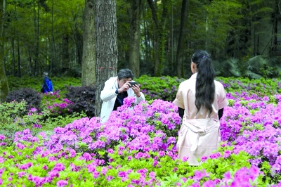 【汽車旅遊】東湖磨山杜鵑花開 百畝花海只待客來