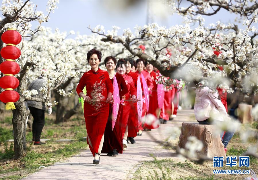 河北:“百年梨园”秀春色 河北:“百年梨园”秀春色