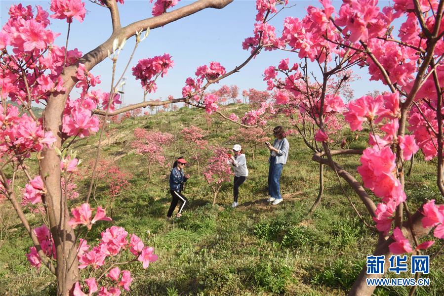 安徽：花开在四月