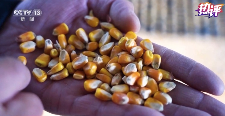 热评丨粮食增产农民增收 有这几笔账支撑！