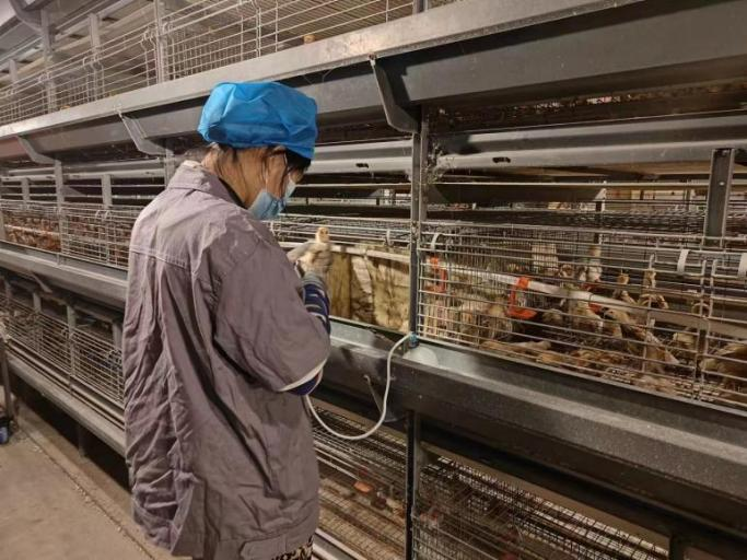 河北海兴：自动化蛋鸡养殖促振兴_fororder_图片1