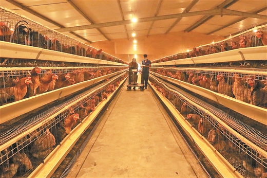 图片默认标题_fororder_港北区立足资源优势，打造“一只鸡”农产品品牌。图为贵港市港丰农牧公司瑶山鸡养殖场一角。