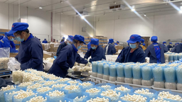 中國（廣西）—東盟現代設施食用菌産業高品質發展大會在貴港舉辦