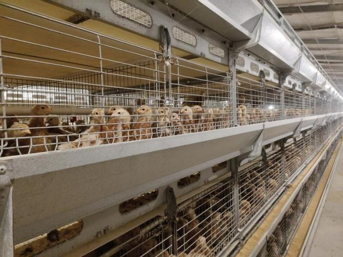 河北海兴：自动化蛋鸡养殖促振兴_fororder_图片2