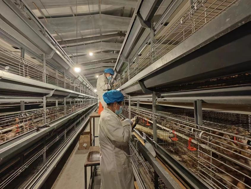 河北海兴：自动化蛋鸡养殖促振兴_fororder_图片4