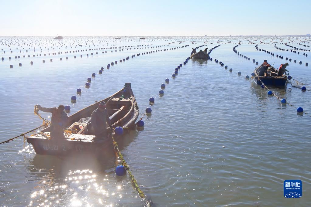 山东荣成：“海带之都”海带“播种”忙
