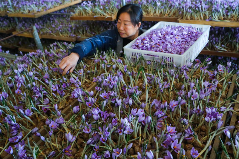 信阳光山：藏红花开致富路_fororder_图片8