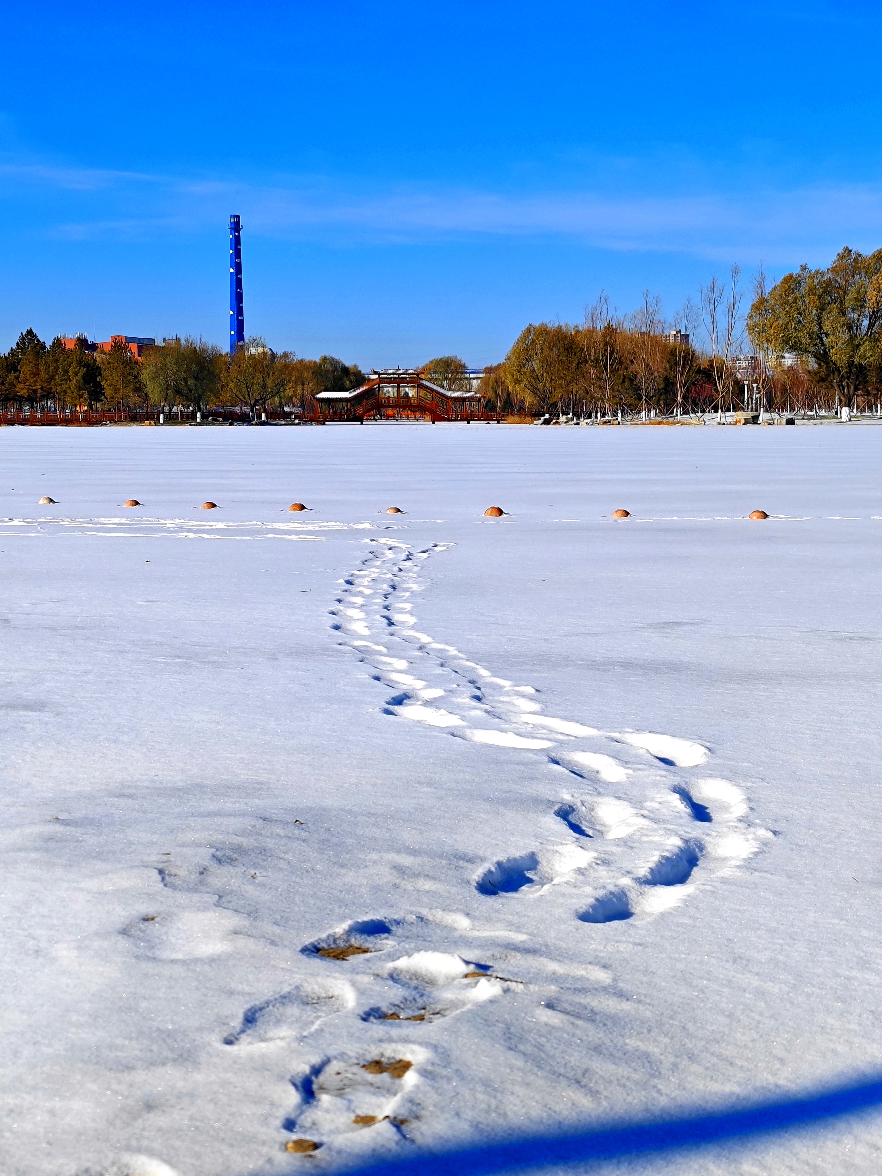 雪后初晴，白城春华园绽放出白色浪漫