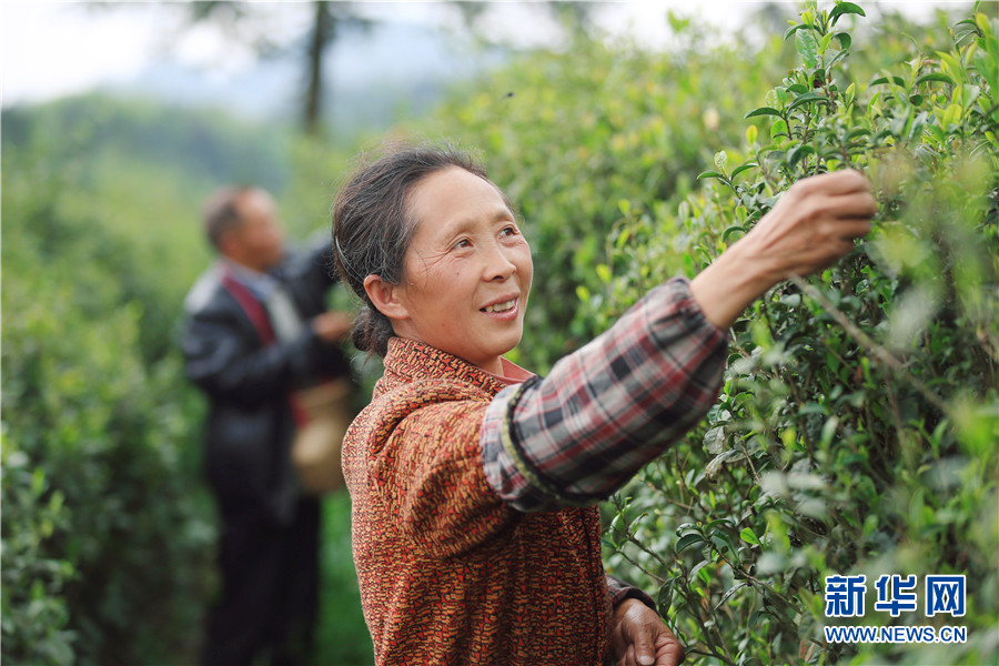 贵州石阡：苔茶源地忙采茶