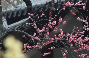 第三屆“北京·國際范兒”短視頻徵集大賽作品：《外國人筆下的二十四節氣·雨水》_fororder_30