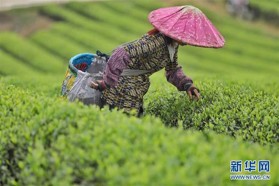 貴州：茶海風光