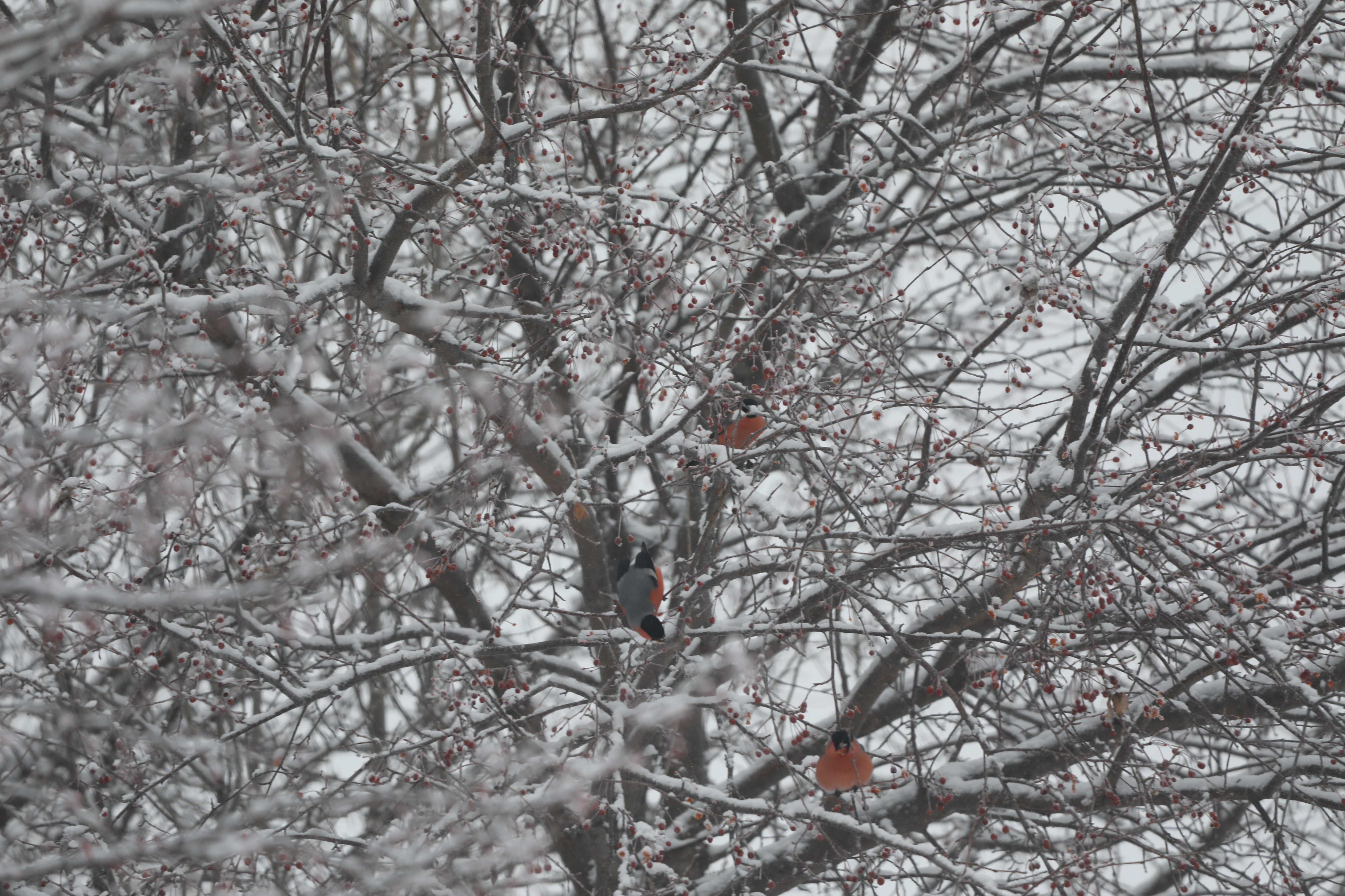 这个冬天到呼伦贝尔来看雪_fororder_WechatIMG66