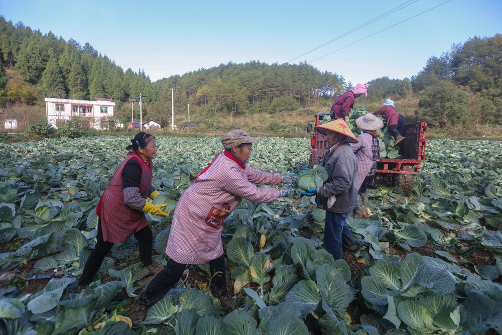 貴州施秉：甘藍豐收採摘忙_fororder_2023年11月17日，貴州省黔東南苗族侗族自治州施秉縣楊柳塘鎮地壩村村民在將剛採摘的甘藍裝車。（磨桂賓 攝） (7).JPG