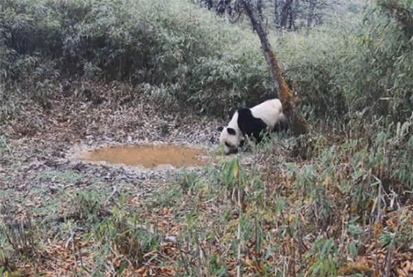 Wild Giant Panda Spotted Nine Times in Same Location in Chengdu Over 15 Days_fororder_圖片1