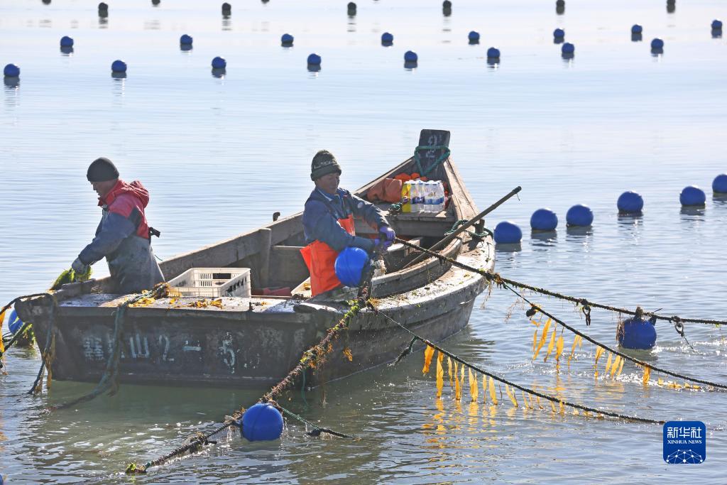 山东荣成：“海带之都”海带“播种”忙