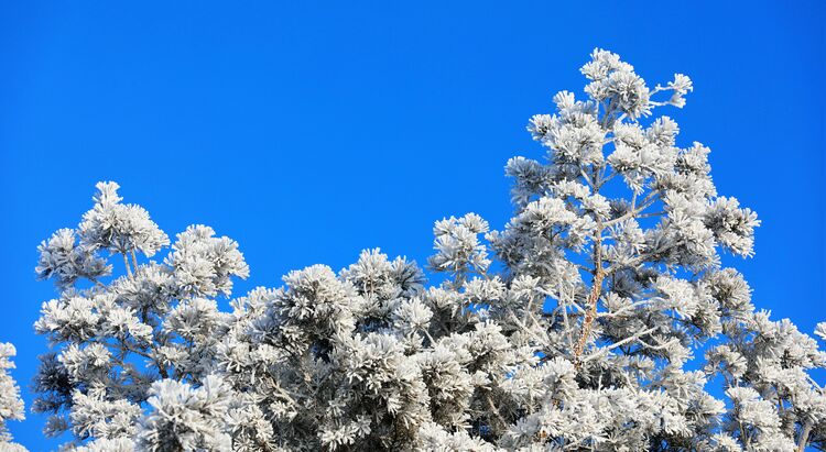 这个冬天到呼伦贝尔来看雪