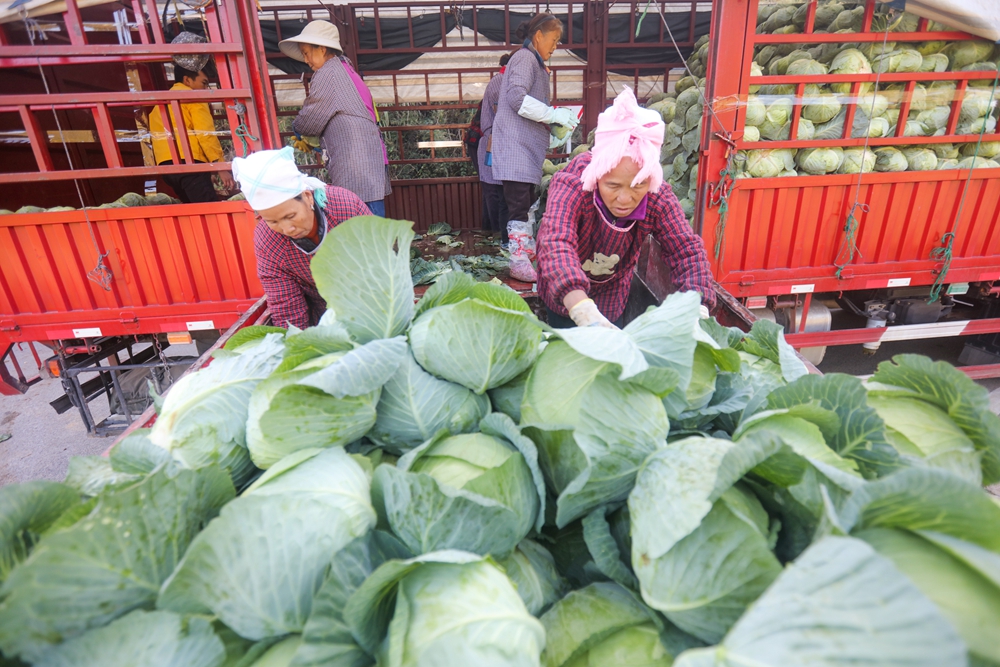 貴州施秉：甘藍豐收採摘忙_fororder_2023年11月17日，貴州省黔東南苗族侗族自治州施秉縣楊柳塘鎮地壩村村民在將剛採摘的甘藍裝車。（磨桂賓 攝） (2).JPG