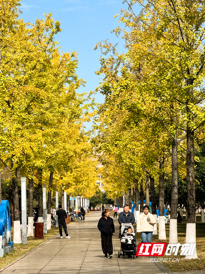 組圖丨長沙開啟連晴模式 銀杏黃楓葉紅冬生暖