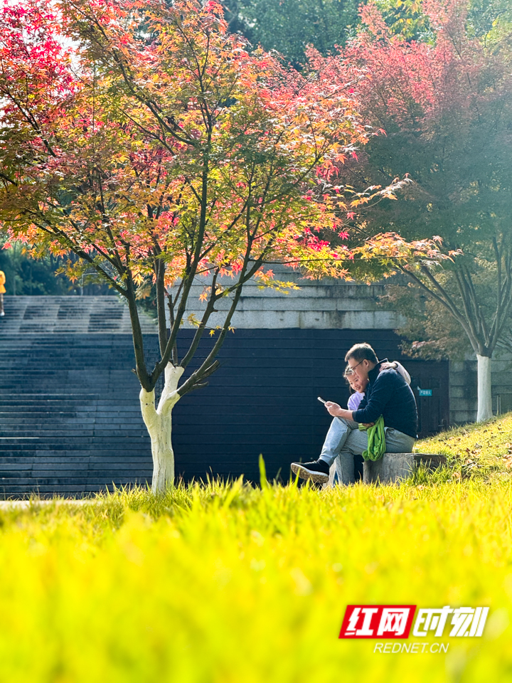 組圖丨長沙開啟連晴模式 銀杏黃楓葉紅冬生暖