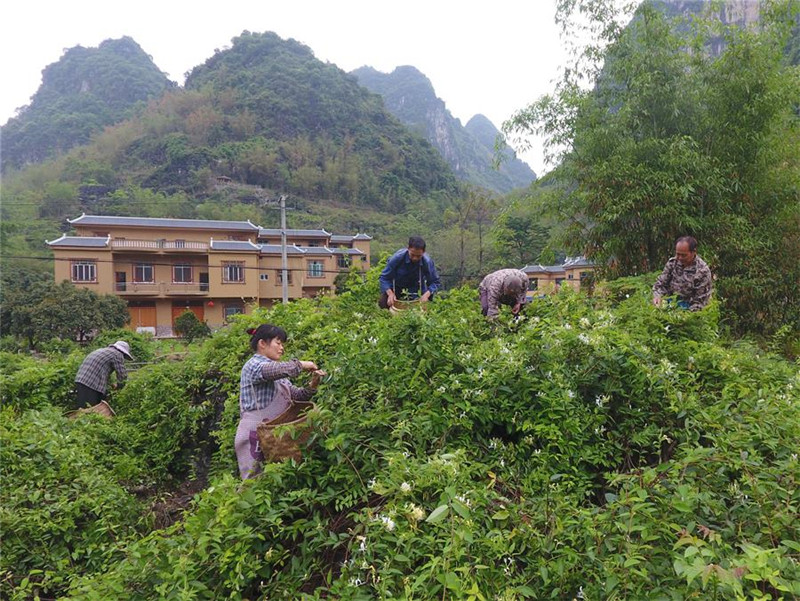 图片默认标题_fororder_4月11日，在广西马山县古寨瑶族乡古朗屯，当地农民在采摘金银花。