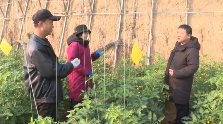 石家庄市鹿泉区：上门服务  农技支招御寒潮_fororder_图片4