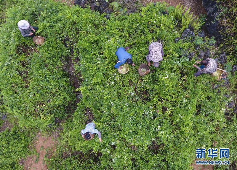 图片默认标题_fororder_4月11日，在广西马山县古寨瑶族乡古朗屯，当地农民在采摘金银花（无人机航拍）。