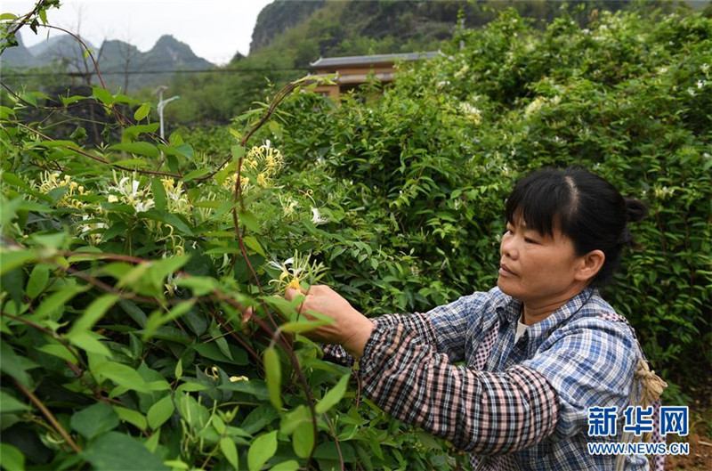图片默认标题_fororder_4月11日，在广西马山县古寨瑶族乡古朗屯，当地农民在采摘金银花。1