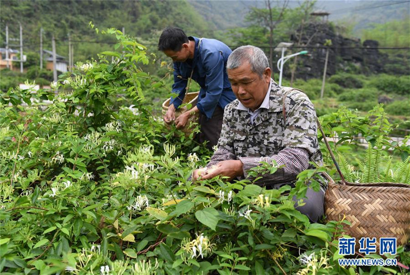 图片默认标题_fororder_4月11日，在广西马山县古寨瑶族乡古朗屯，当地农民在采摘金银花。2