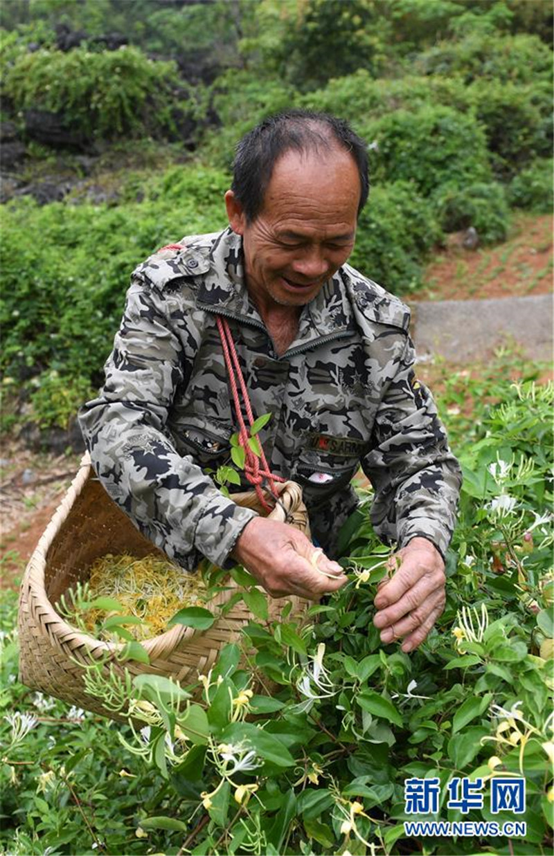 图片默认标题_fororder_4月11日，在广西马山县古寨瑶族乡古朗屯，当地农民在采摘金银花。3