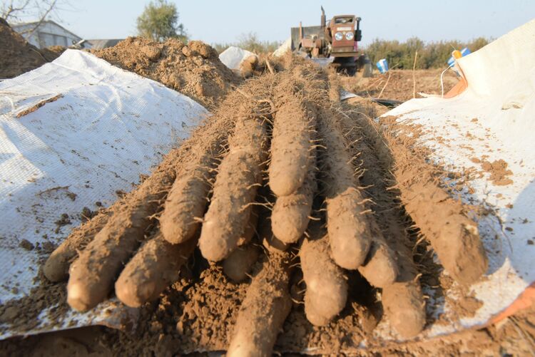 河北深州：白山药采收忙，拓宽村民增收路_fororder_图5：收获的山药 任玉静摄