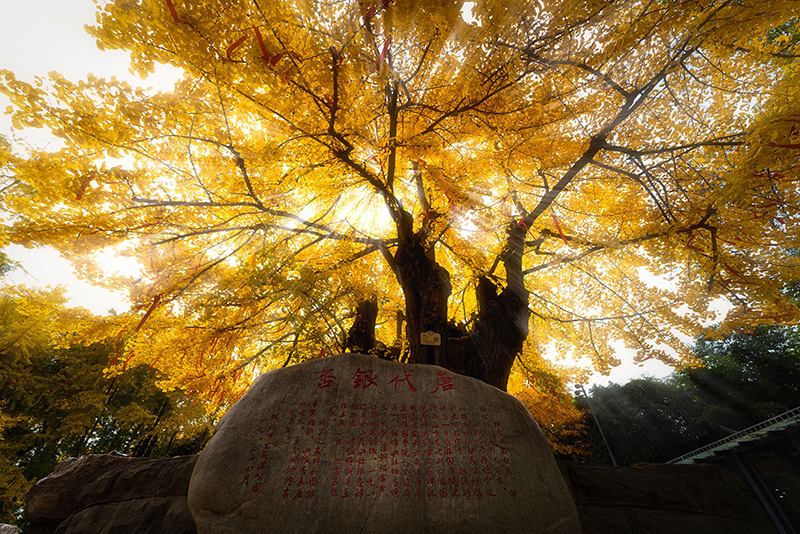 成都发布2023年首期公园城市银杏观叶指数_fororder_王涛-唐代银杏王（百花潭公园）