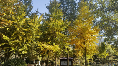حي يو هوا في عيوننا: أوراق أشجار الجنكة الذهبية ترسم لوحة جميلة في مطلع الشتاء