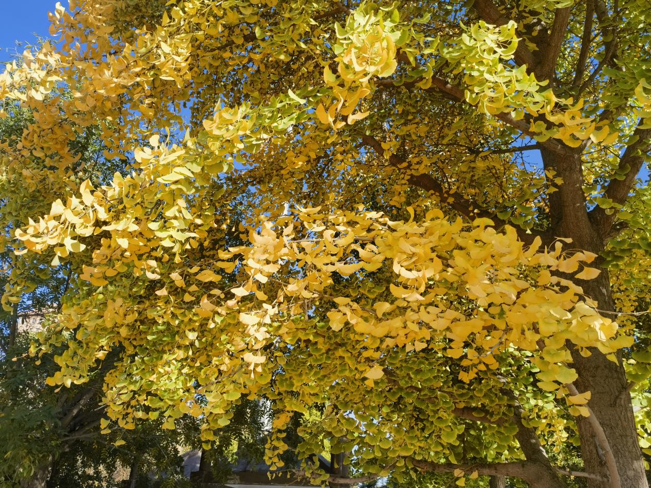 Visuelles Yuhua丨Goldene Ginkgos vor Augen schmücken die Schönheit des frühen Winters_fororder_圖片4