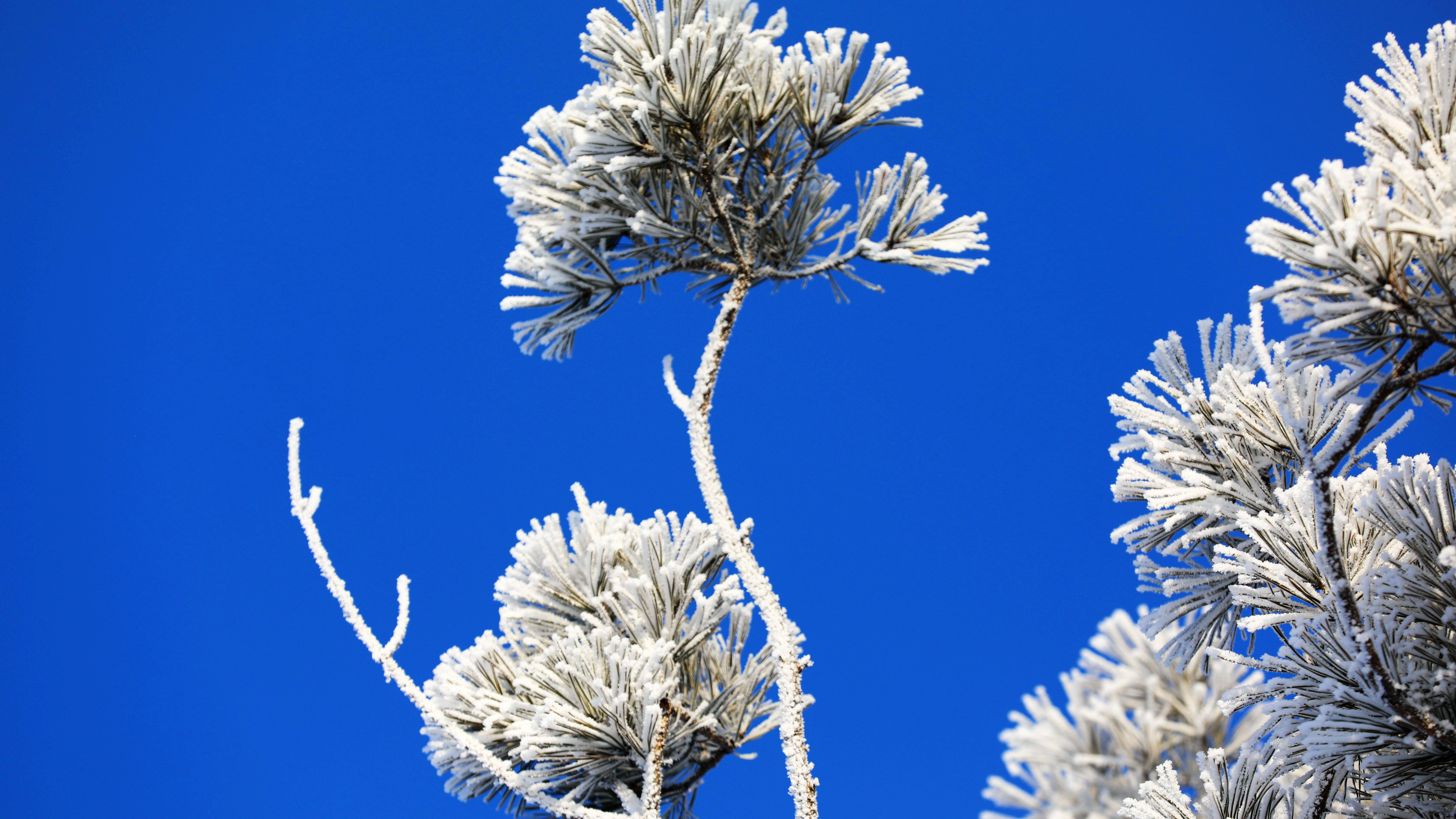 这个冬天到呼伦贝尔来看雪_fororder_WechatIMG64
