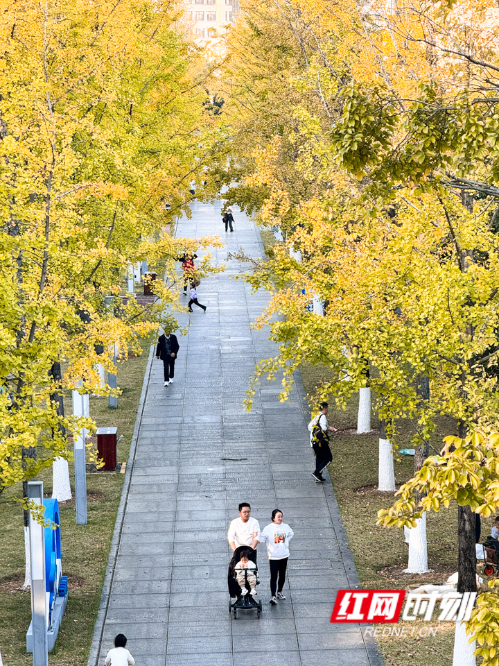 組圖丨長沙開啟連晴模式 銀杏黃楓葉紅冬生暖