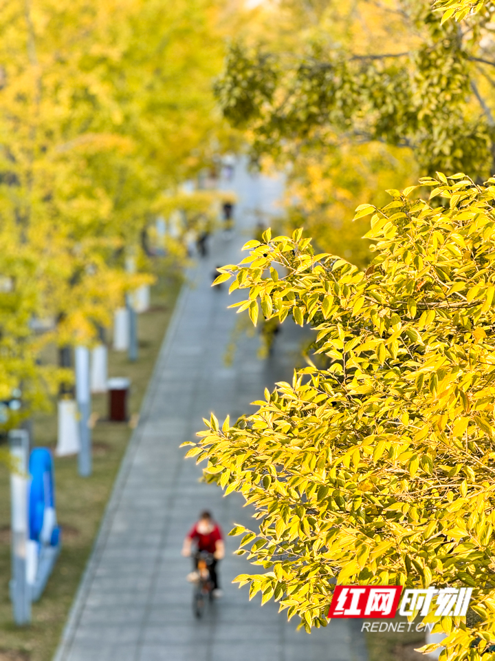 組圖丨長沙開啟連晴模式 銀杏黃楓葉紅冬生暖